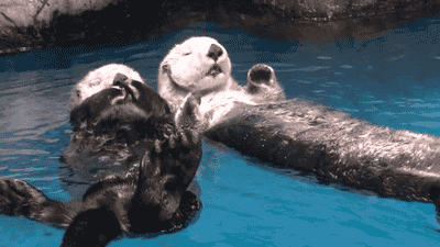 otter-gifs-hold-hands.gif