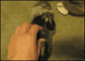 otter-gifs-tickle.gif