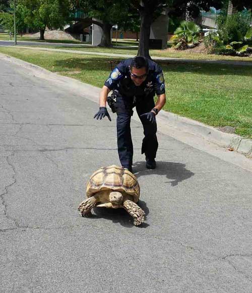 police-being-awesome-turtle-chase.jpg