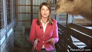 reporter-attacked-by-camel-funny.gif