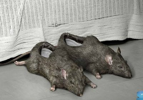 ridiculous-shoes-rats.jpg