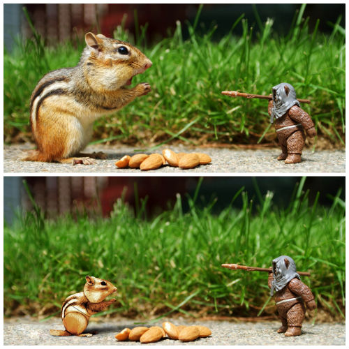 squirrel-battle1.jpg