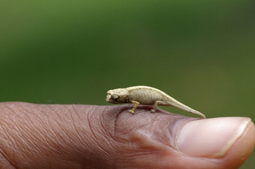 tiny-animals-chameleon.jpg