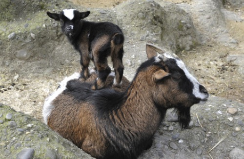 tiny-animals-goat1.jpg