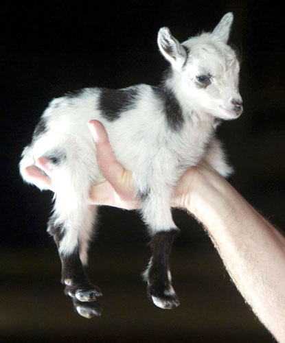 tiny-animals-goat2.jpg