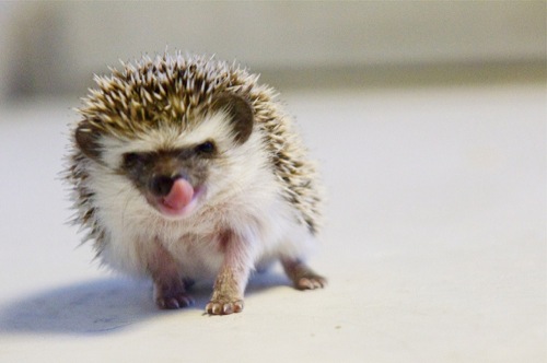 tiny-animals-hedgehog1.jpg