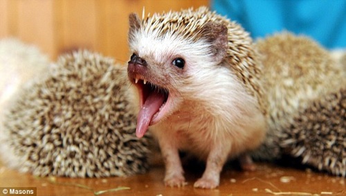 tiny-animals-hedgehog2.jpg