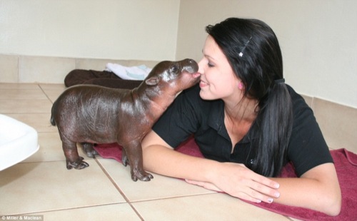 tiny-animals-hippo.jpg