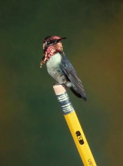 tiny-animals-hummingbird.jpg