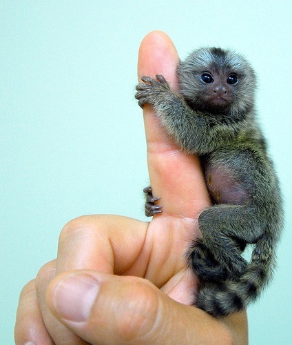 tiny-animals-marmoset1.jpg