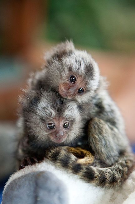 tiny-animals-marmoset2.jpg