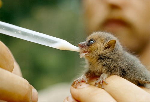 tiny-animals-mouse-lemur.jpg