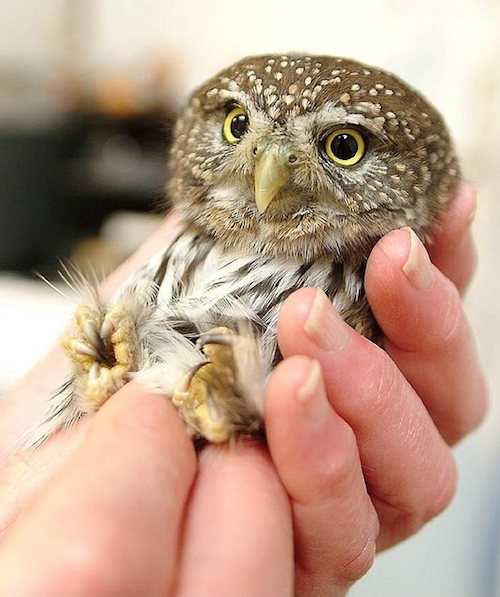 tiny-animals-owl.jpg