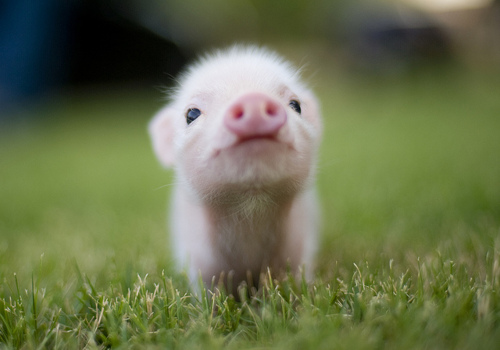 tiny-animals-pig2.jpg