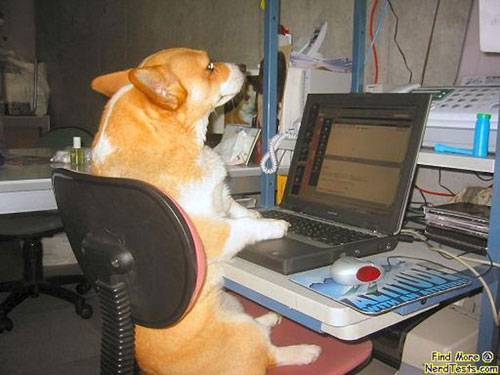 working-animals-corgi-laptop.jpg