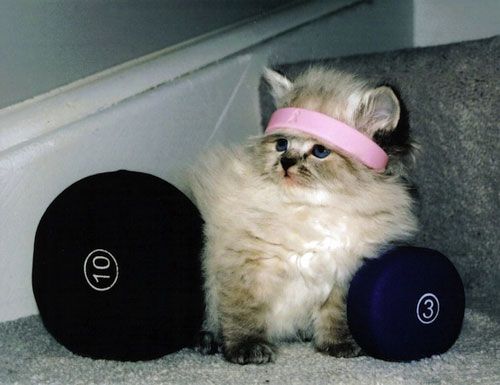 working-animals-gym-cat.jpg