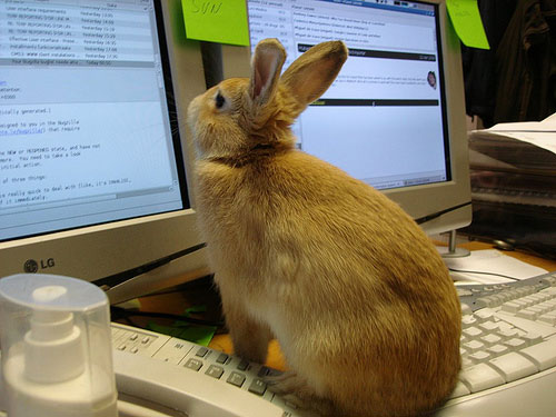 working-animals-rabbit-desktop.jpg