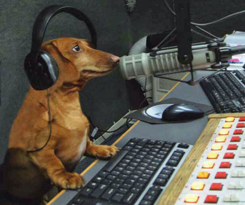 working-animals-radio-dog.jpg