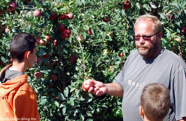 Apple picking for autistic persons in Szabolcs County