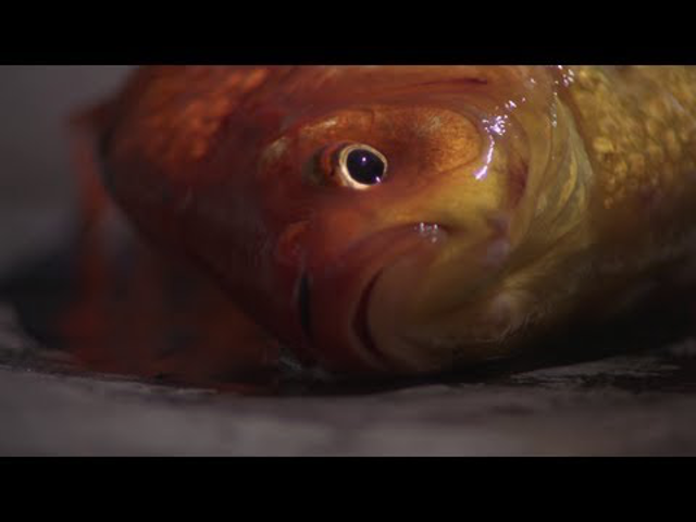 Ég anda - Új Sigur Rós-videó