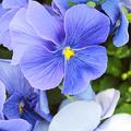 Férfiné Kék Ibolya szeretne e virágot kapni
