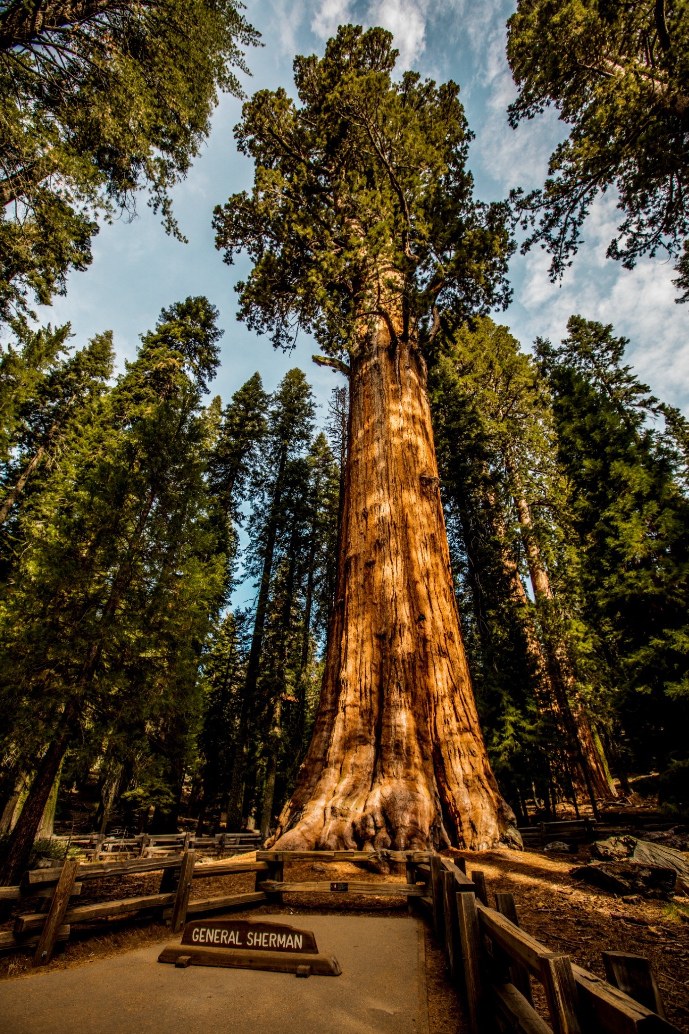 general_sherman_sequoia_tree_compressed.jpg