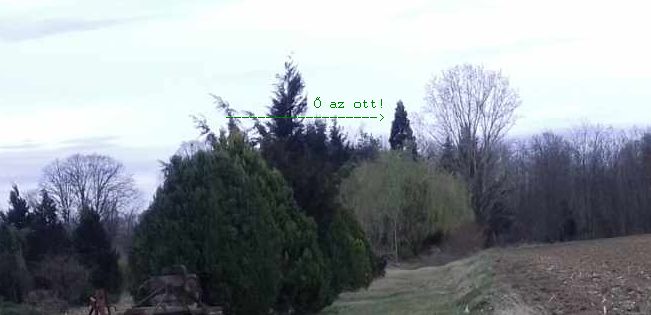 oazott.jpg