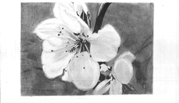 Őszibarack virág