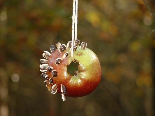 Az csutkázott almába nyomkodott (pörköletlen, sótlan!) szotyola az egyik legegyszerűbb módja a madáretetésnek.