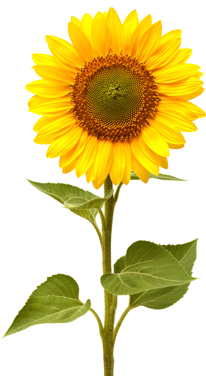 sunflower_41797_1457994092.png