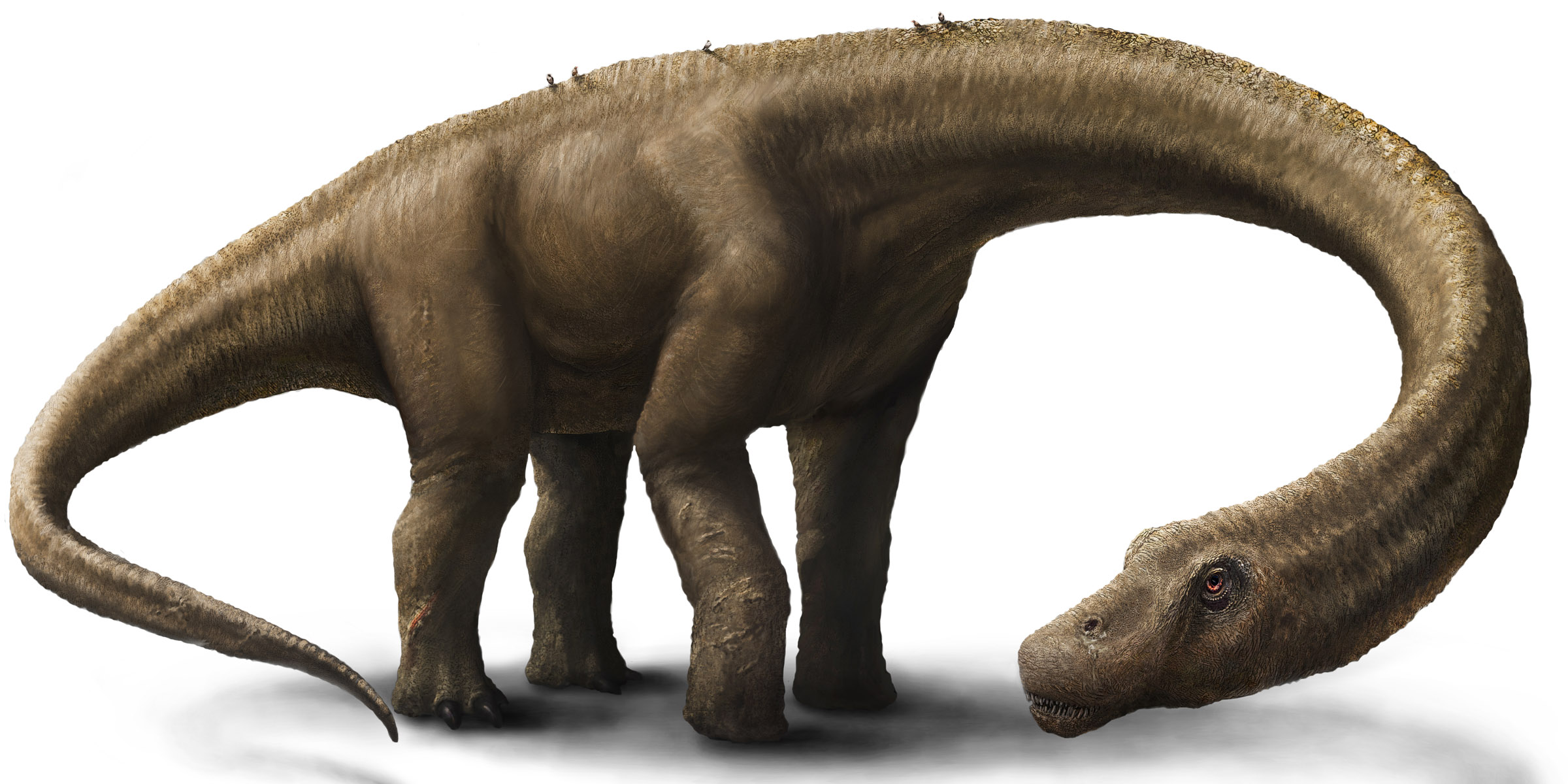 20140904dinoszaurusz-felfedezes-argentina-dreadnoughtus-schrani4.jpg