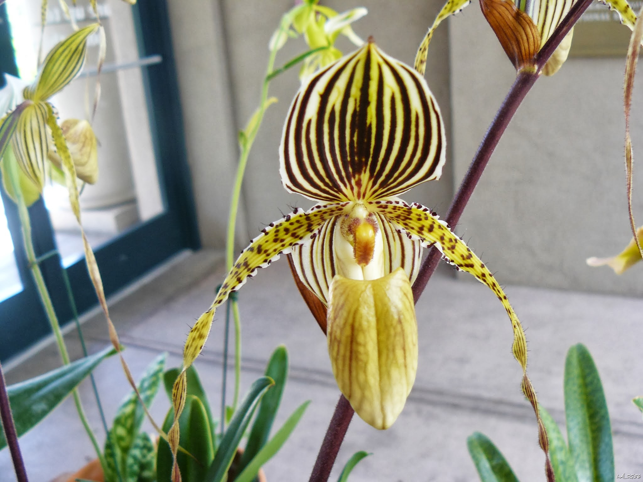 Ez már a Botanikus Kert: egy gyönyörű orchidea