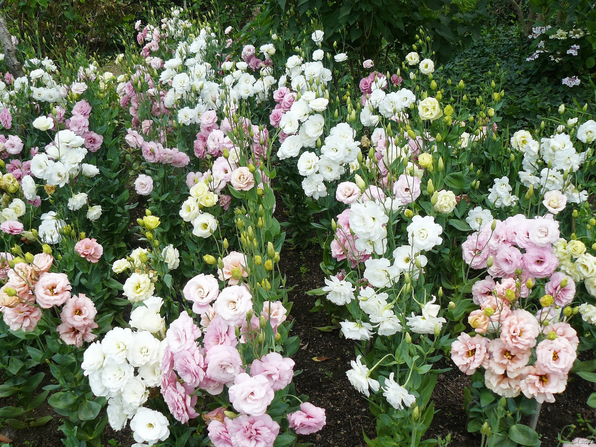 Lisianthus-bokrok