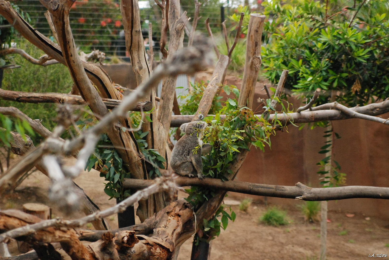 Koala eszik, és semmi más nem érdekli
