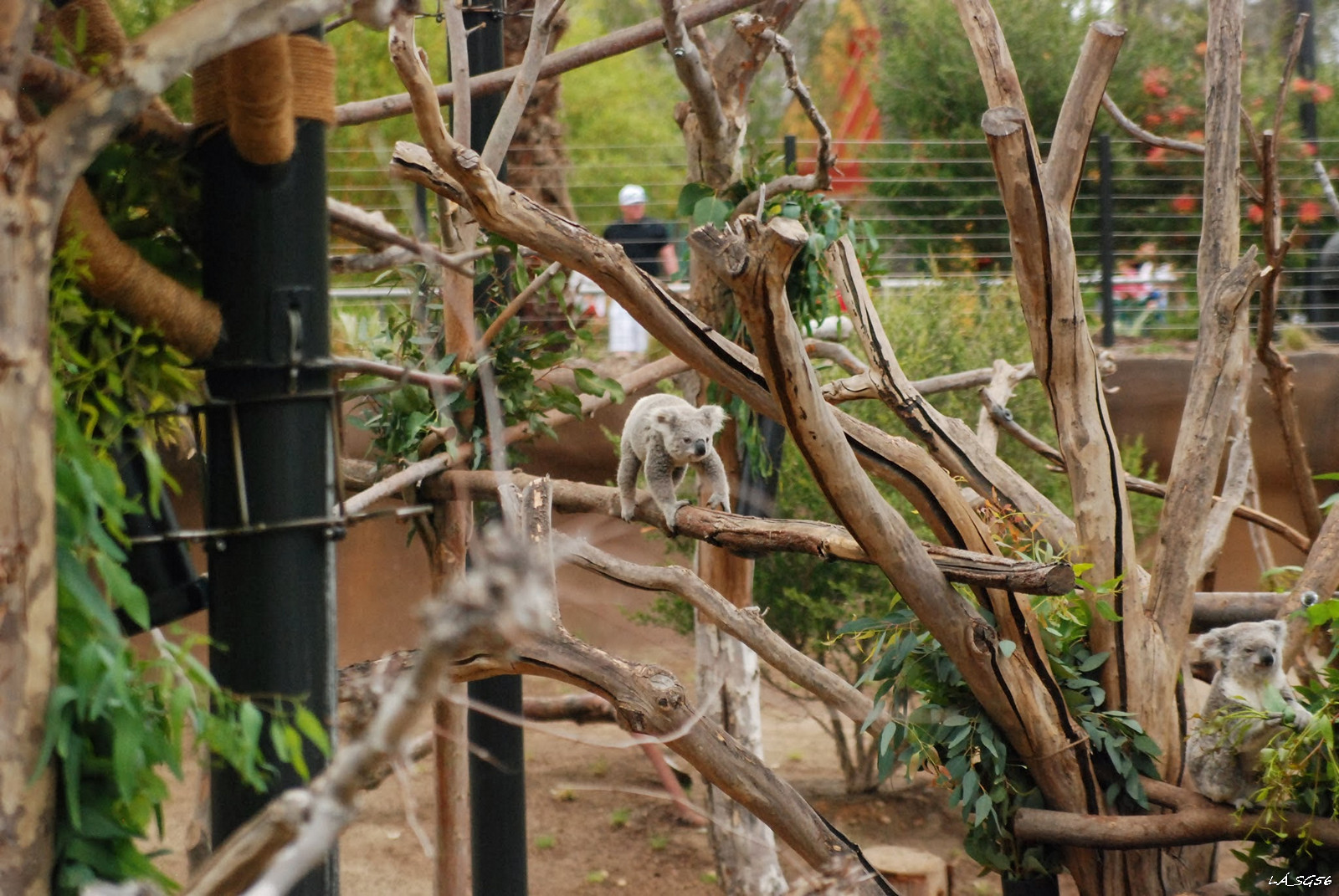 Koala jön a kajáért