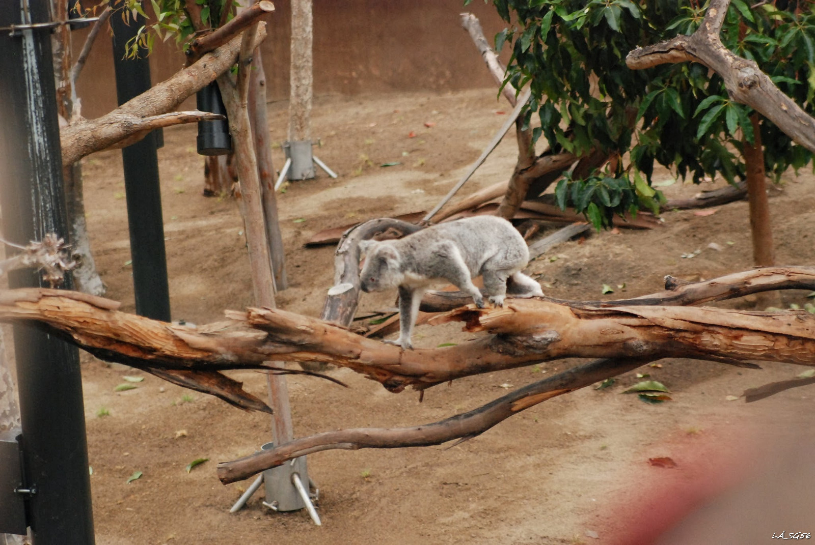 Koala sétál