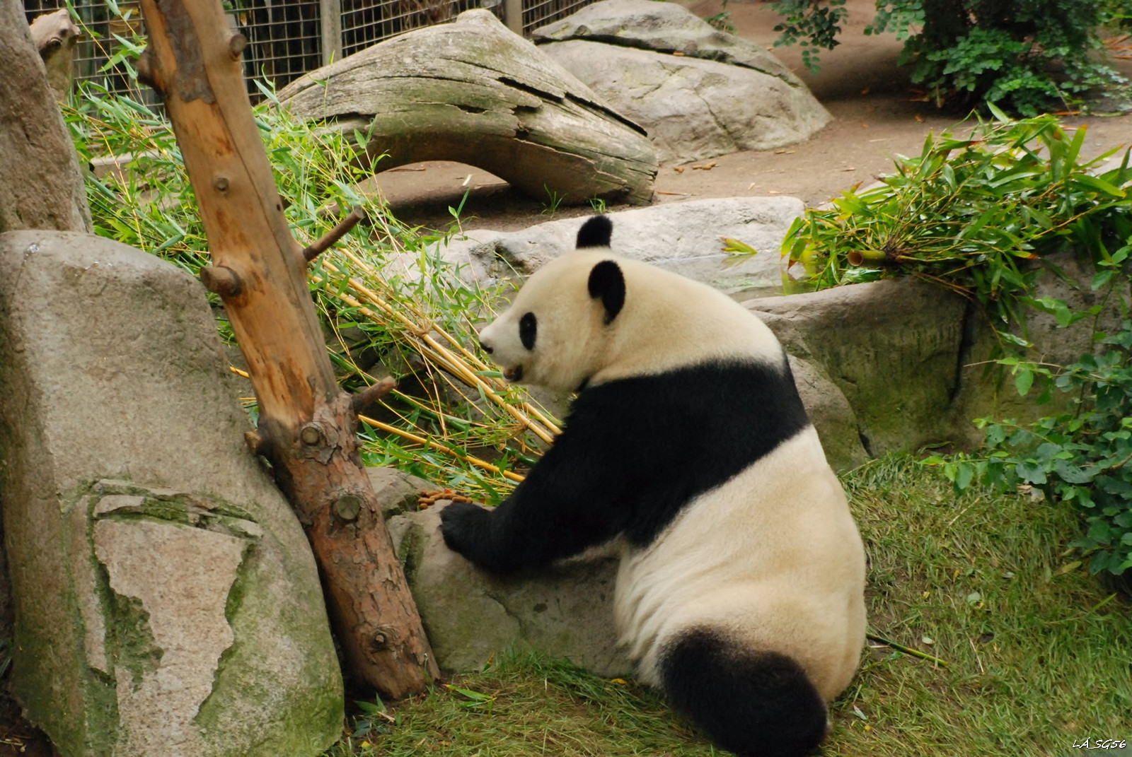 Panda és a 'ne közelíts a kajámhoz'