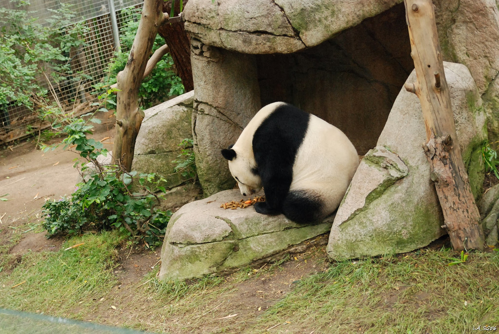 Panda és a nasik