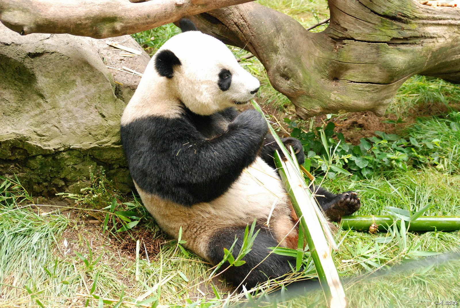 Panda és a bambuszrúd - állítólag édes, ezért ez a desszert.