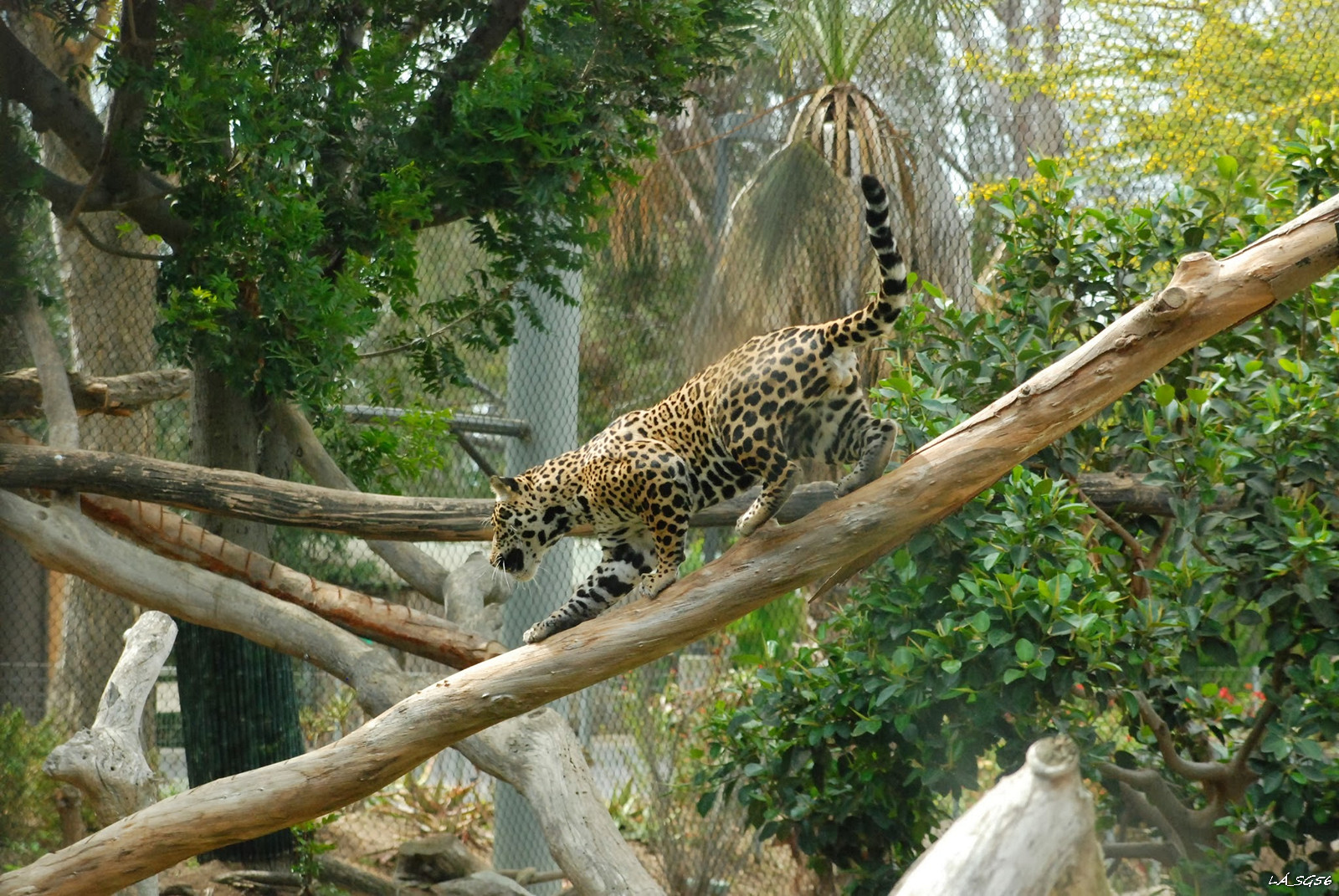 Leopárd, hihetetlen akrobatikus és közben teljesen nesztelen