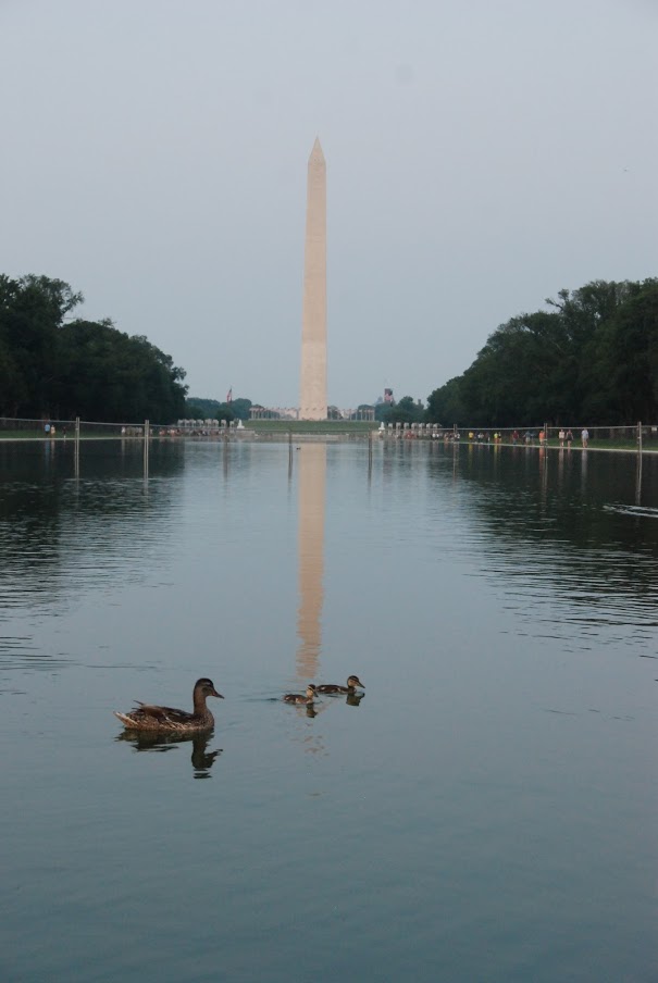 Az obeliszk, a hosszú tükröző-tó (szerintem csak ezért építették ide), és a kacsák. Közvetlen naplemente után.