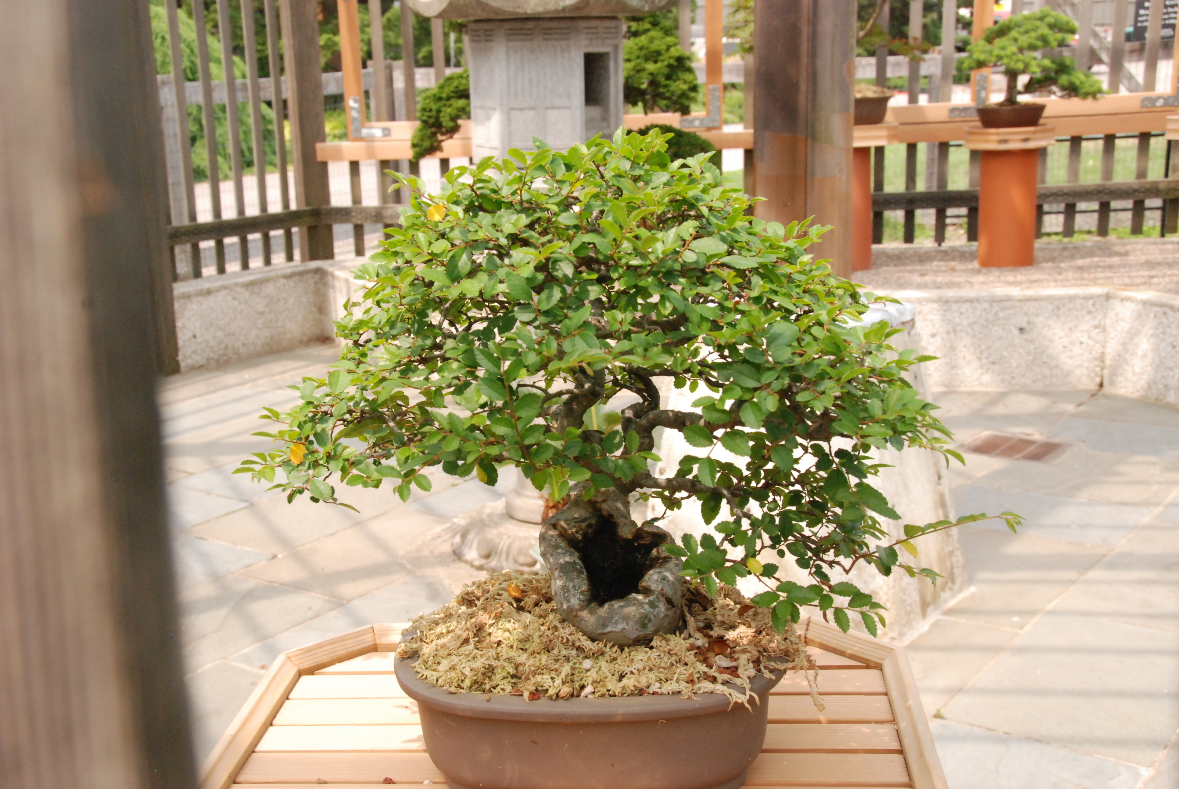 Ez itt a park bonsai-kiállítása, egy nagyon szép kis juharfát fotóztam le, tölgyeket és fenyőket gyakran látni.