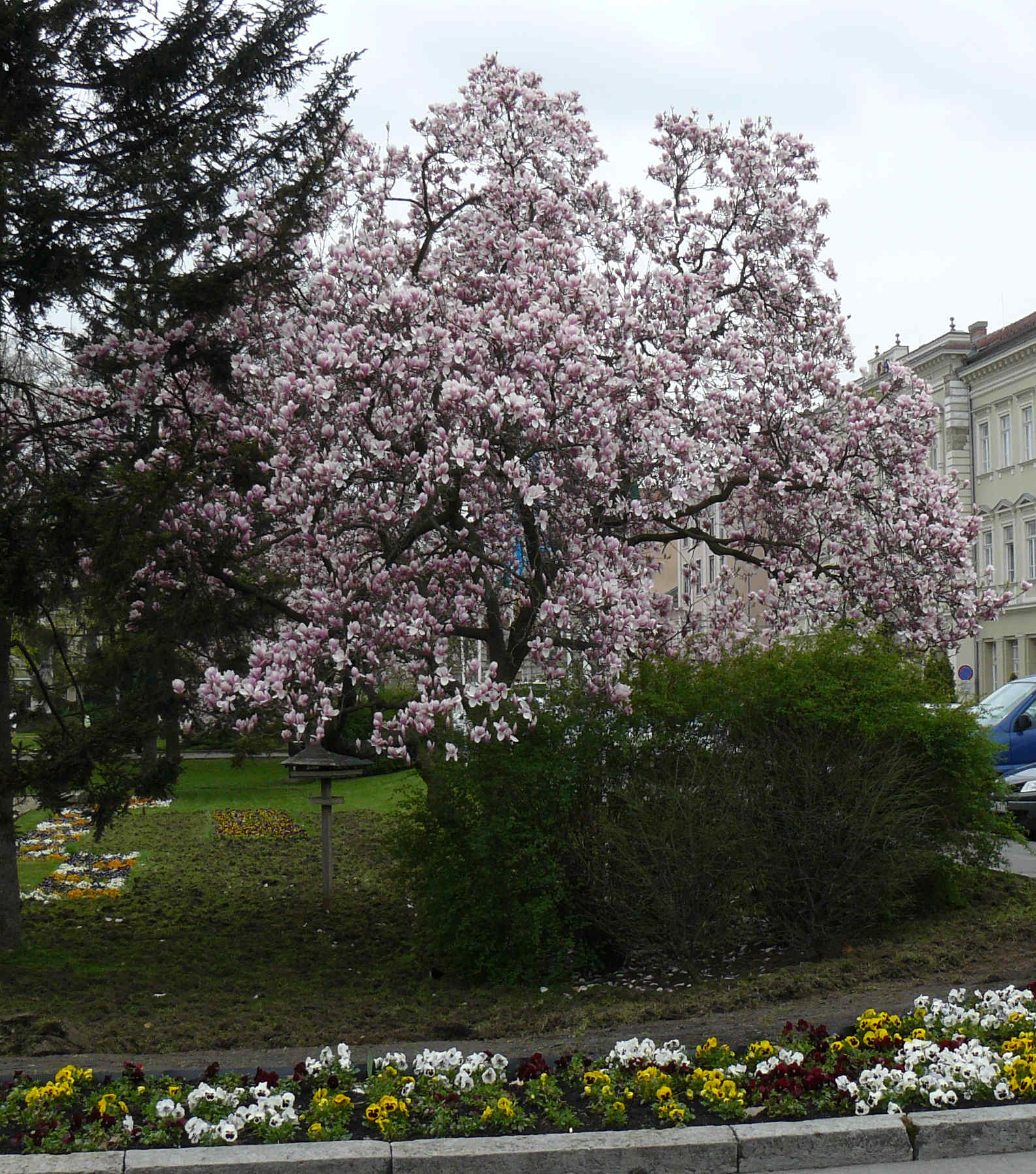 Magnolia1_Szeged.jpg