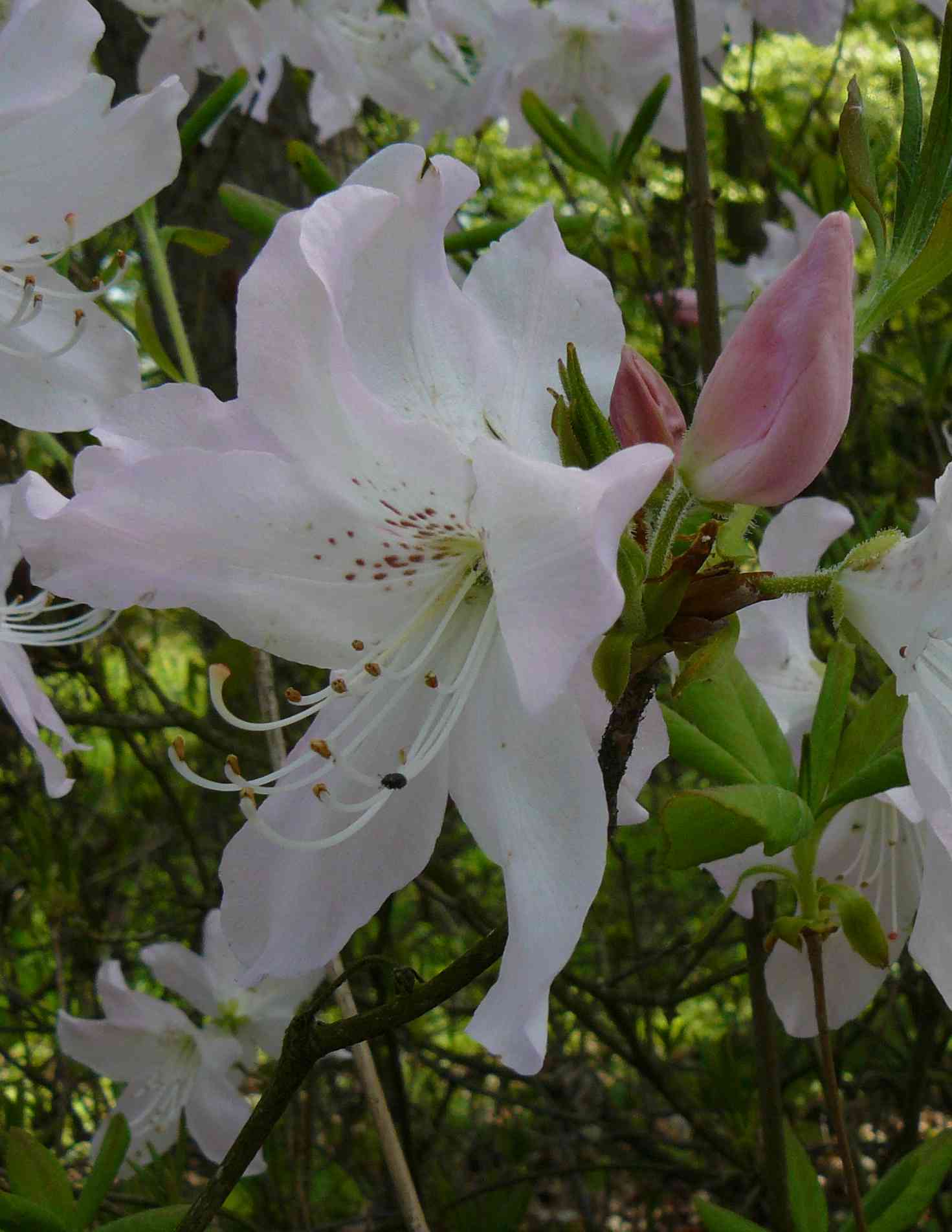 magnolia5_Hluboka.jpg