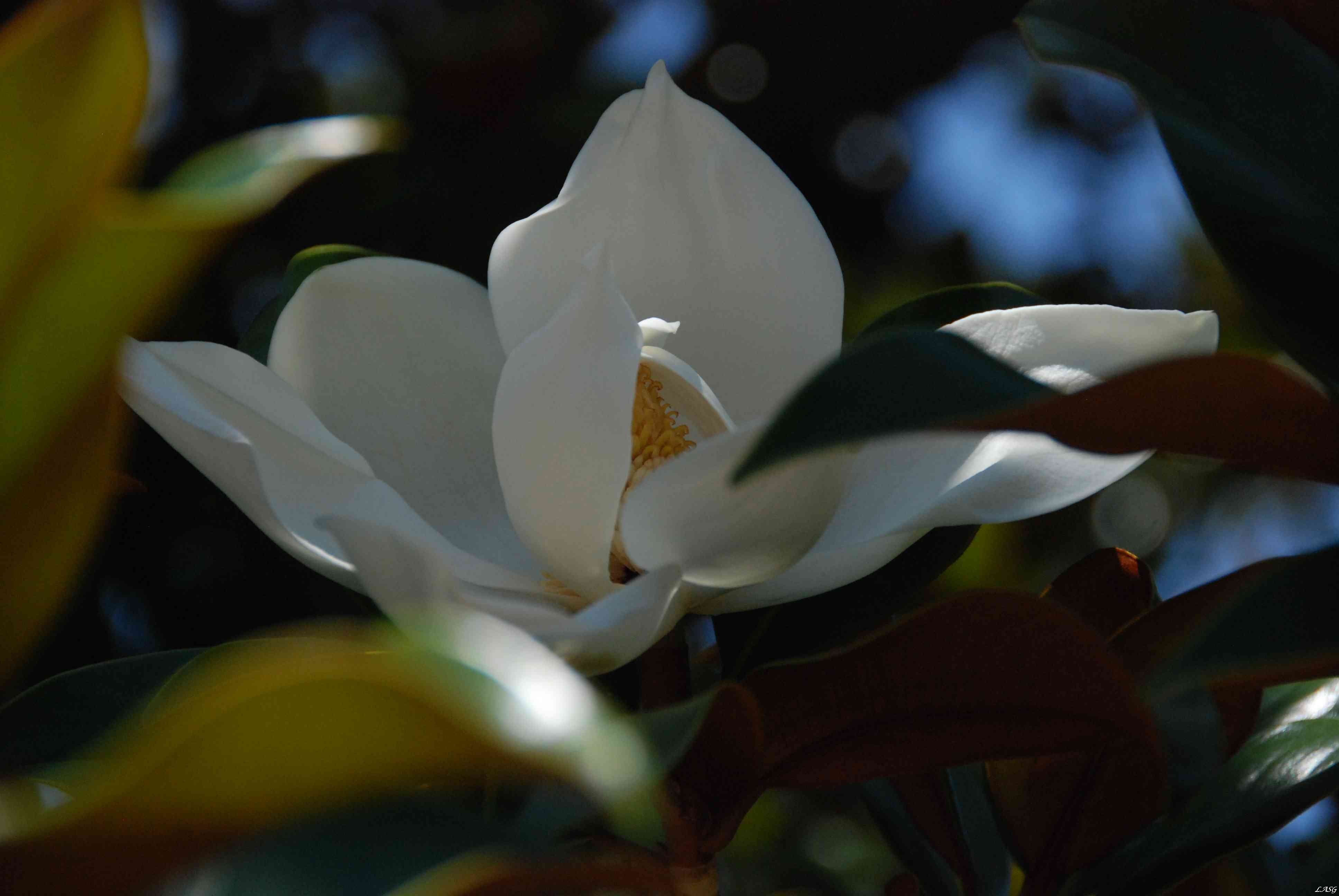 Liliomfa virága