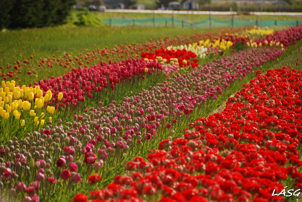 Tulipán-ágyások nagyüzemben. 