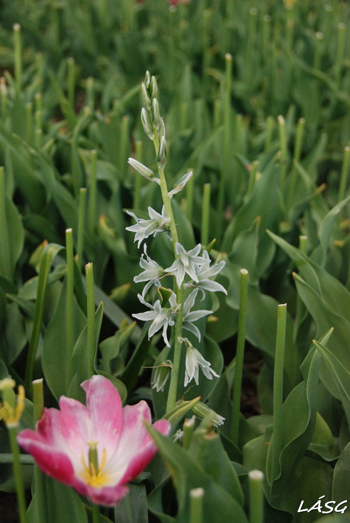 Nemesített ernyős sárma ( Ornithogalum umbellatum)