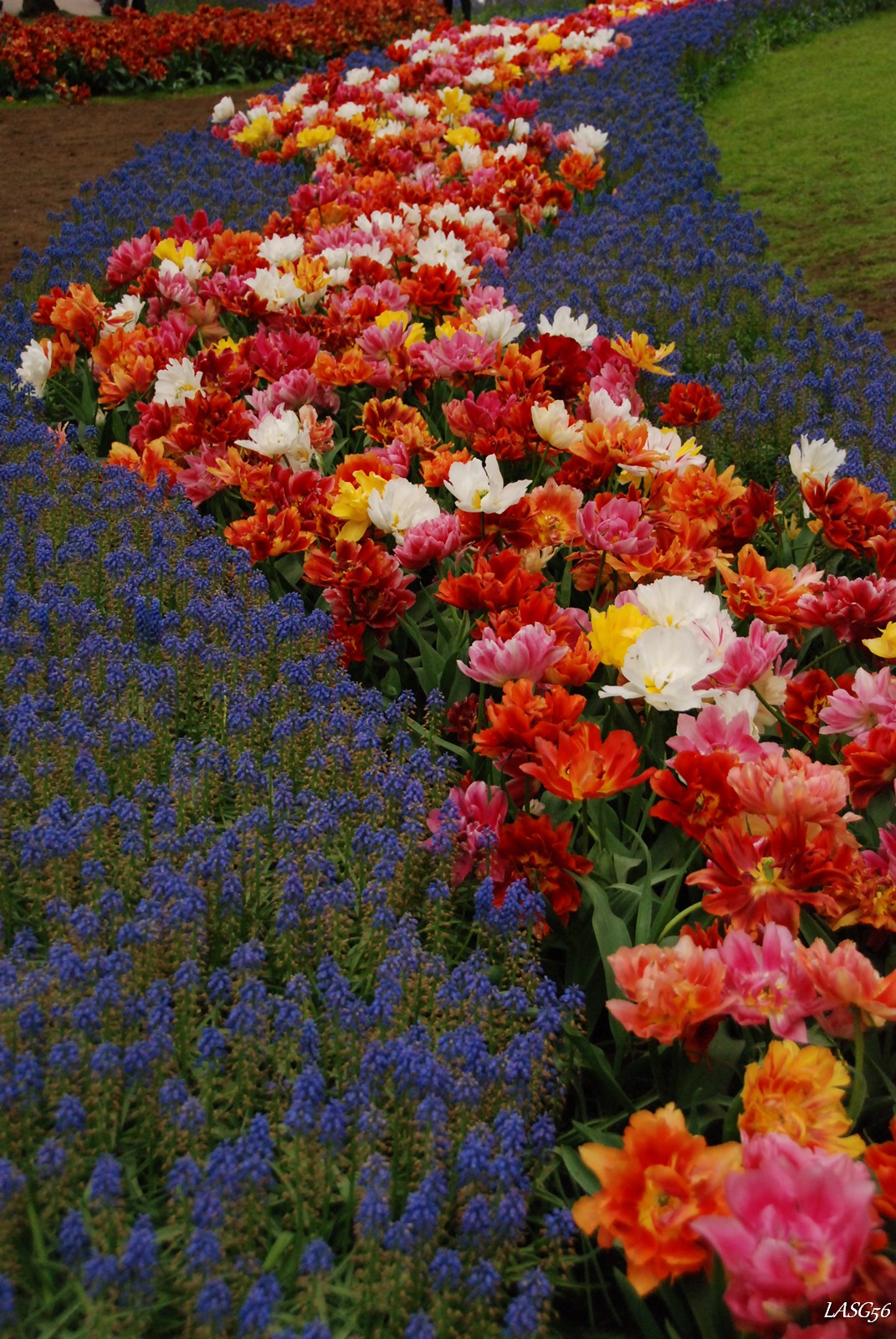 Itt fürtös gyöngyike a szegélyvirág, gyakran alkalmazták kontrasztként a tulipánok kiemelésére...