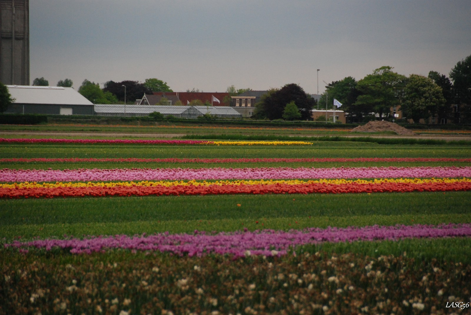 Keukenhof határában a tulipánföldek
