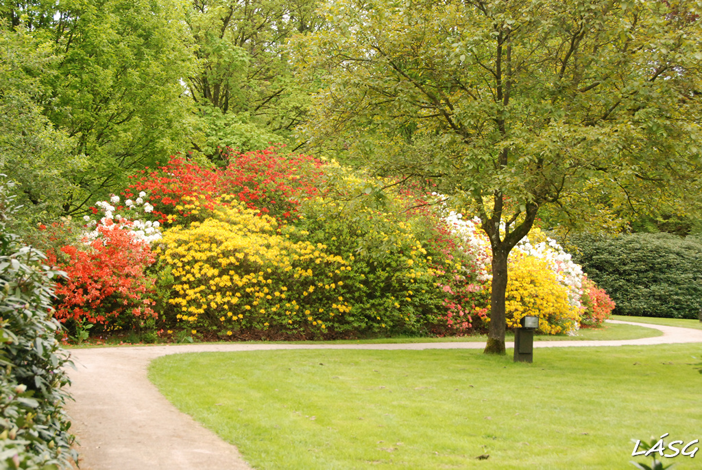 Rododendron is volt a parkban, nem is akármilyenek...